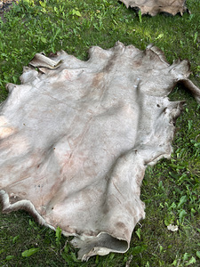 Põdra nahk, seisnud grillmaja seinal 180x150 cm (2 foto / 2)