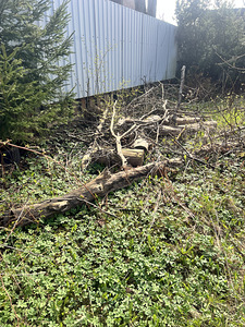 Annan tasuta küttepuid, ise järele tulla (3 foto / 5)