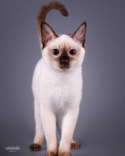 Котята тайской породы (фото #1)