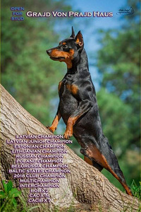 Карликовый пинчер (6 фото из 6)