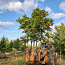 Пересадка дерева машина для деревьев Optimal 880 (фото #1)