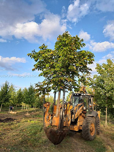 Пересадка дерева машина для деревьев Optimal 880