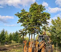 Пересадка дерева машина для деревьев Optimal 880