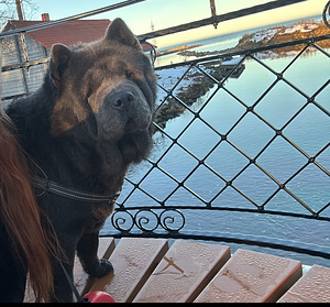 Otsime peigmeest meie chow chow tüdrukule (2 foto / 2)
