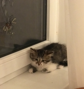 Sonja otsib oma päris kodu (1 foto / 1)