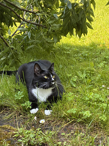 Kass (2 foto / 5)