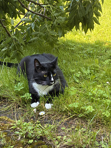 Kass (3 foto / 5)