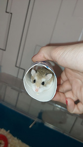 3kuune Roborovski hamster (1 foto / 1)