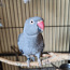 Ошейниковый попугай (фото #1)