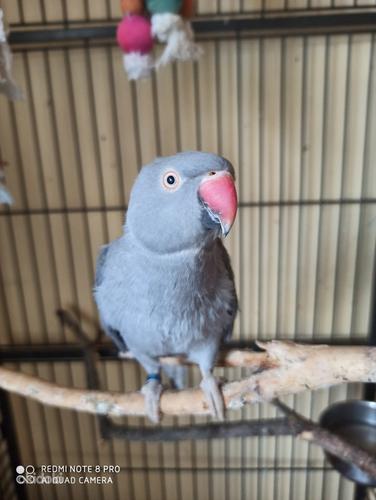 Ошейниковый попугай (фото #1)