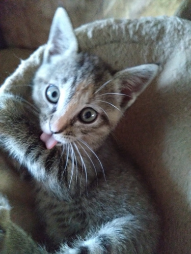 Котенок