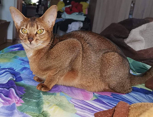 Продам котёнка (4 фото из 4)