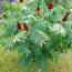 Уксусное дерево, декоративное растение /цветок (фото #3)