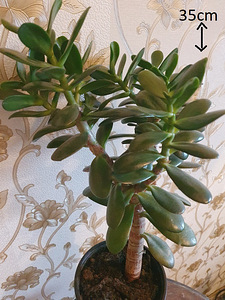 Rahapuu crassula krassula roheline lill taim 41 cm (1 foto / 2)