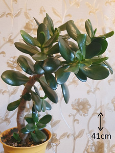 Rahapuu crassula krassula roheline lill taim 41 cm (2 foto / 2)