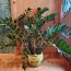 Денежное долларовое дерево Замиокулькас цветок растение (фото #1)