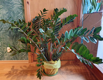 Денежное долларовое дерево Замиокулькас цветок растение