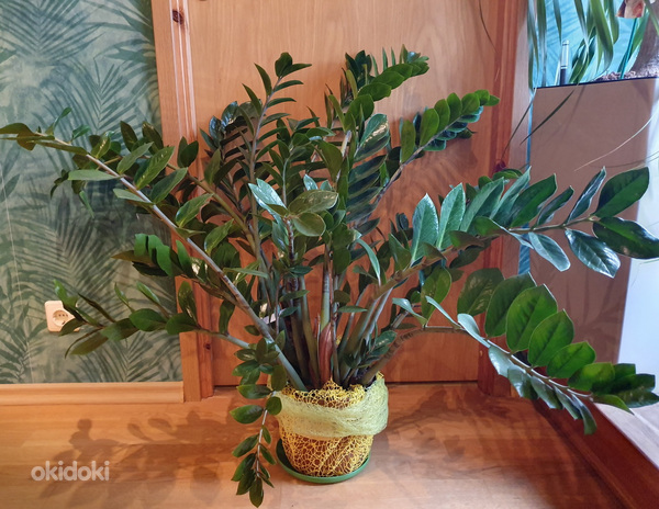 Денежное долларовое дерево Замиокулькас цветок растение (фото #1)