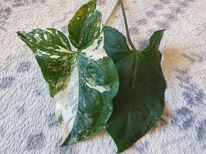 Süngoonium Syngonium Albo Variegata Sõrgköis lill taim (3 foto / 8)