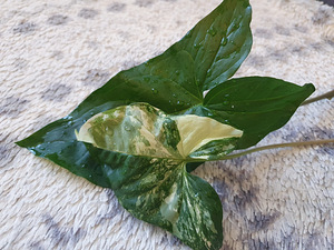 Süngoonium Syngonium Albo Variegata Sõrgköis lill taim (4 foto / 8)