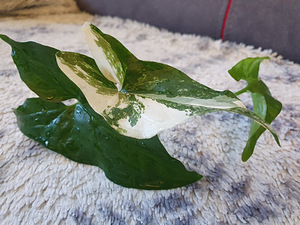 Süngoonium Syngonium Albo Variegata Sõrgköis lill taim (7 foto / 8)