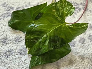 Сингониум Альба вариегата Syngonium Albo растение цветок (2 фото из 3)