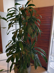 Roheline draakonipuu lill taim dracaena palm