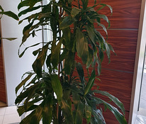 Зеленое драконовое дерево цветок растение драцена пальма
