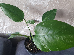 Monstera Variegata Albo lill taim HALF + FULL MOON (2 foto / 3)
