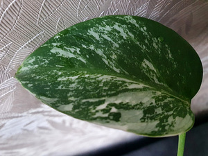 Monstera Variegata Albo lill taim HALF + FULL MOON (3 foto / 3)
