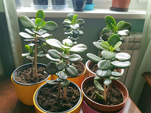 Rahapuu crassula krassula taim lill ahvileivapuu (1 foto / 1)