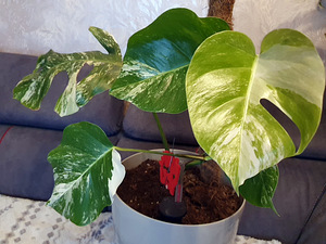 Monstera deliciosa ALBO variegata lill taim (2 foto / 2)