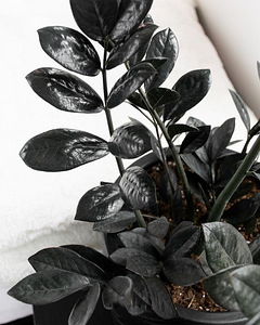 Rahapuu Raven dollaripuu lill taim zamioculcas (1 foto / 2)