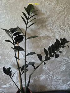 Rahapuu Raven dollaripuu lill taim zamioculcas (2 foto / 2)