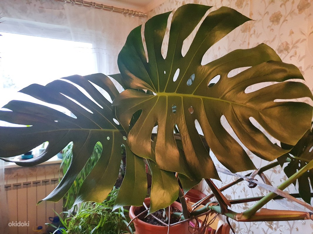 Monstera Монстера BIG FORM большие листья цветок растение - Tallinn, Растения – okidoki