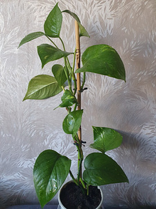 Kuld-nõelköis Epipremnum aureum lill taim liaan (2 foto / 2)
