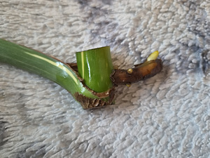 Monstera Thai Constellation lill taim variegata (3 foto / 3)