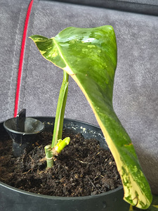 Philodendron Domesticum variegata filodendron lill (10 foto / 10)