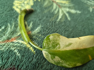 Philodendron Domesticum variegata filodendron lill (4 foto / 10)