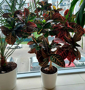 Kroton värviline Codiaeum croton ebakrotoon lill taim (1 foto / 2)