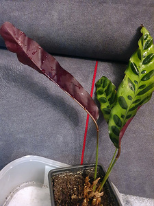 Calathea Lancifolia Süstjas tiigerlehik taim lill (2 foto / 2)