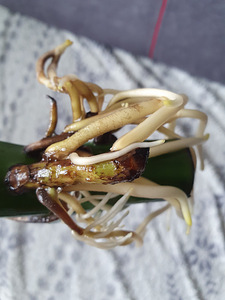 Monstera deliciosa BIG FORM taim lill / suured lehed (3 foto / 5)