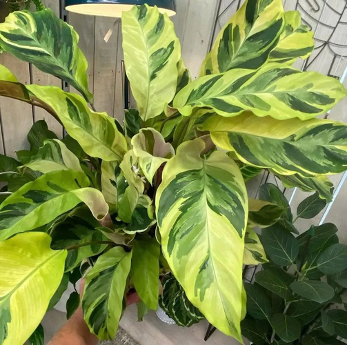 Калатея Yellow Fusion цветок растение calathea