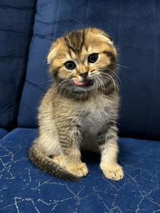 Šoti kassipojad Scottish Fold/Straight (8 foto / 9)