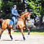 Тренировки по конному спорту (фото #2)