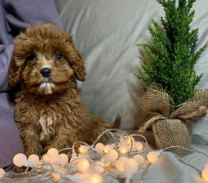 Cavapoo kutsikad (1 foto / 4)