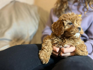 Cavapoo kutsikad (3 foto / 4)