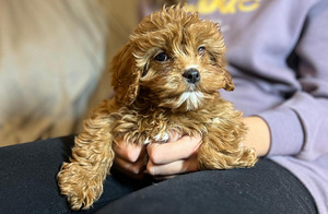 Cavapoo kutsikad (4 foto / 4)