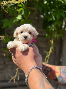 Maltipoo F1 Mini (1 foto / 9)
