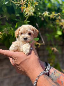 Maltipoo F1 Mini (4 foto / 9)